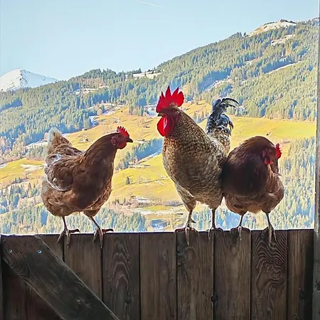 Obernberg Farma Aurach bei Kitzbuehel